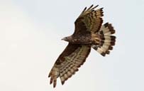 Image 03